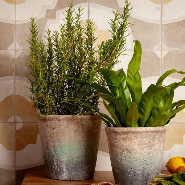 Керамограніт Peronda Fs Farfalla Mustard/45x45x0,95 45x45 см 594495 фото